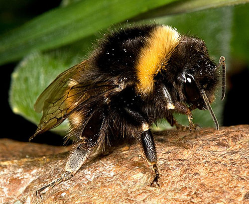 A Bumblebee