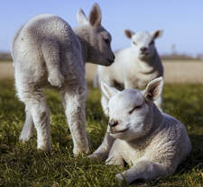 Lambs