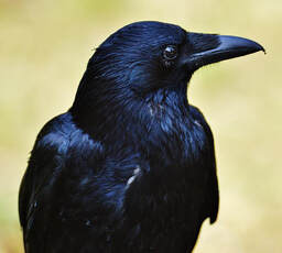A carrion crow