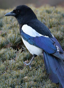 A magpie
