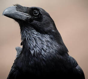 A raven