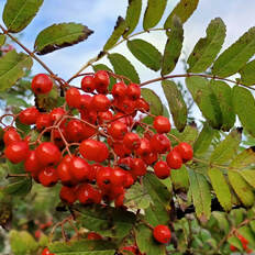 Rowan Berries