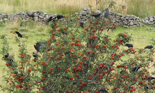 A Rowan Tree, with crows in it