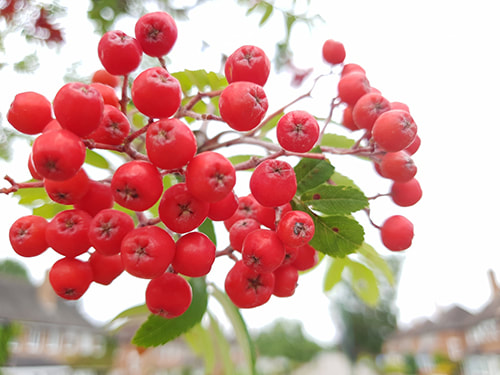 Rowan berries
